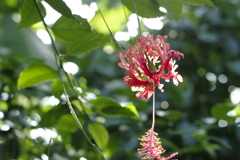 花のイヤリング