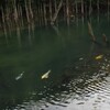 一歩一景（29）