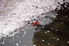 花の浮橋の傍らで