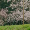 春紀行（野の仏）