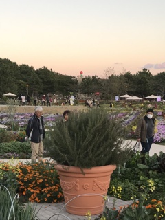 夕映えの花博（2）