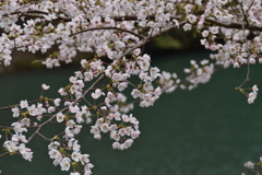 湖上に咲く