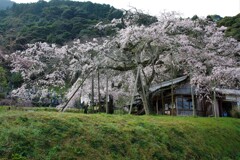 糸桜咲く