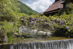 里山の藤橋