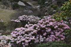 石楠花の里（3）