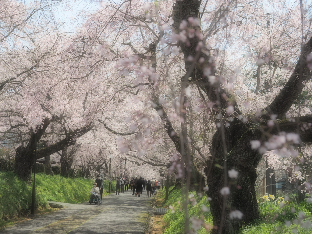 桜参道