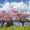 河津桜と菜の花と空と船