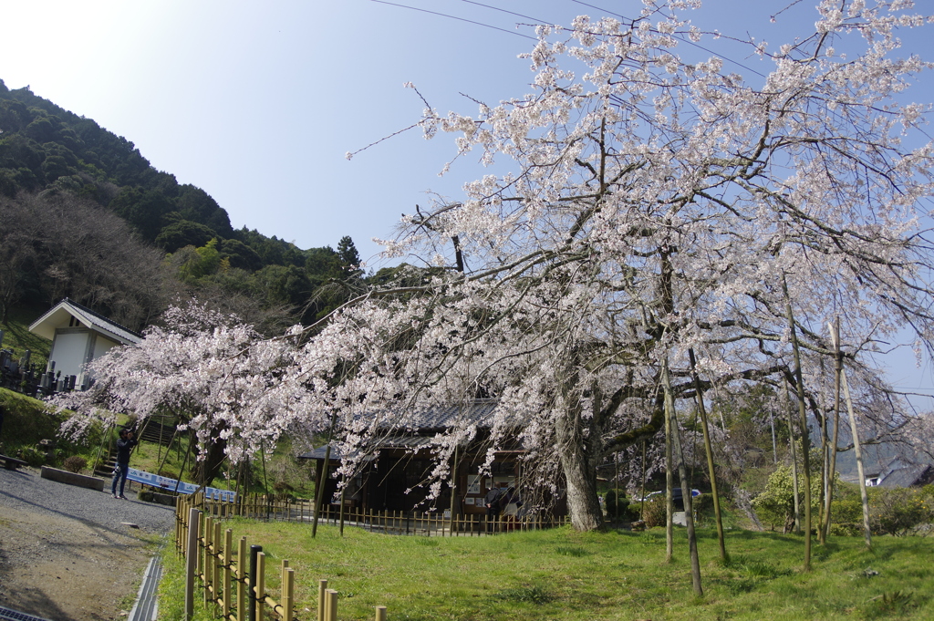満開の糸桜