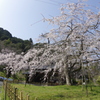 満開の糸桜