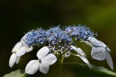 咲くも無心 咲くも無心