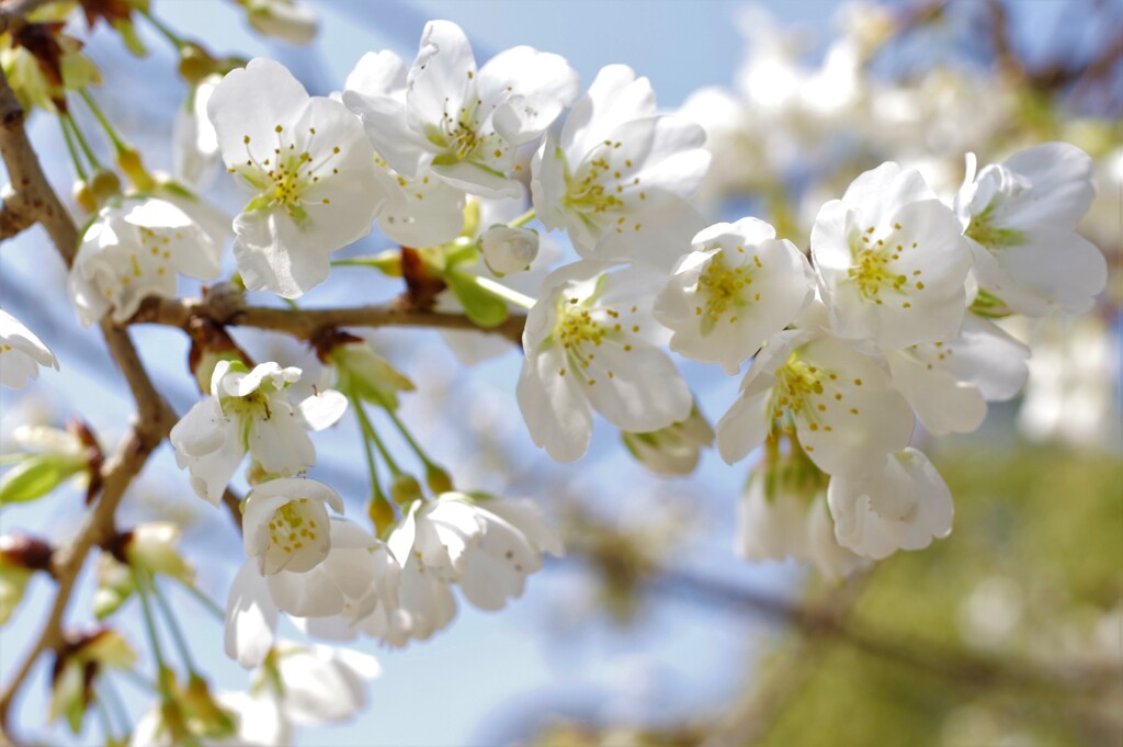 幻の「みどりよしの」今年も咲きました。