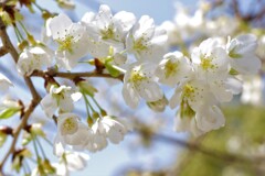 幻の「みどりよしの」今年も咲きました。