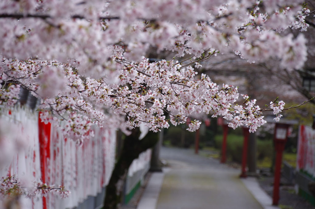 桜参道