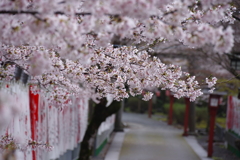 桜参道