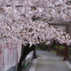 桜参道