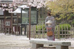 さくらびと