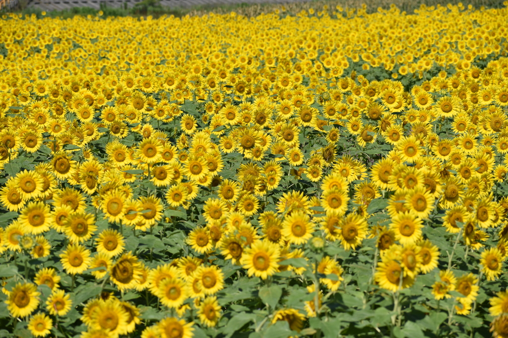 向日葵の海
