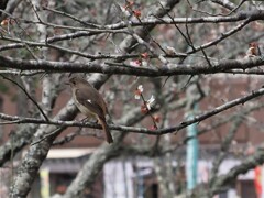 次の花探さなきゃ