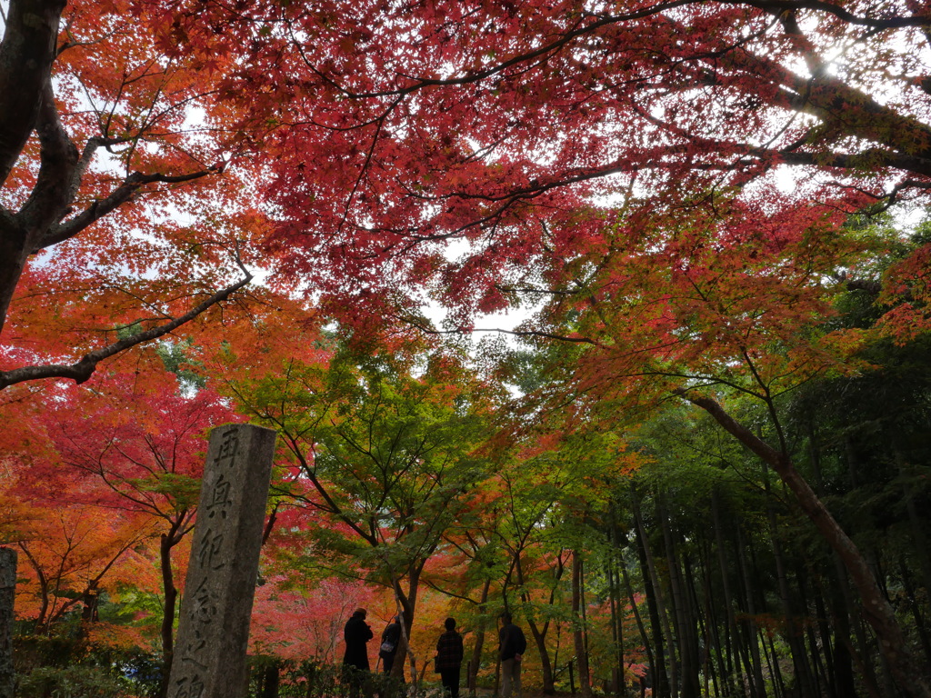 紅葉狩り