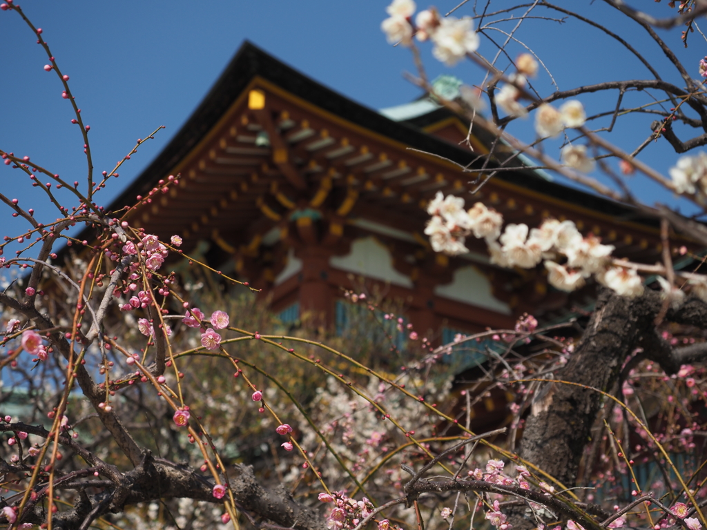 天神様に春が来た