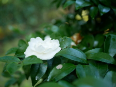 山茶花