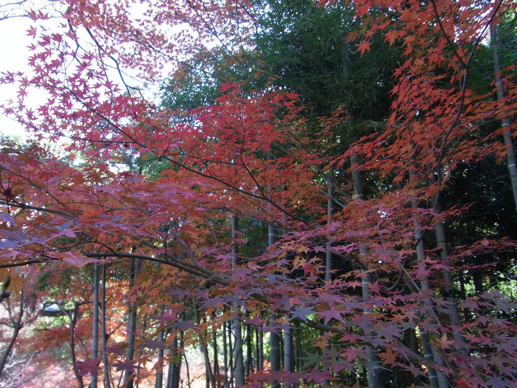 竹林と紅葉