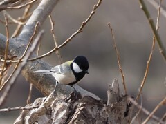 覗き込んで