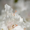春を奏でる（石楠花）