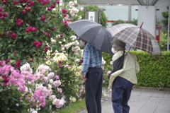 薔薇園のある空港（3）