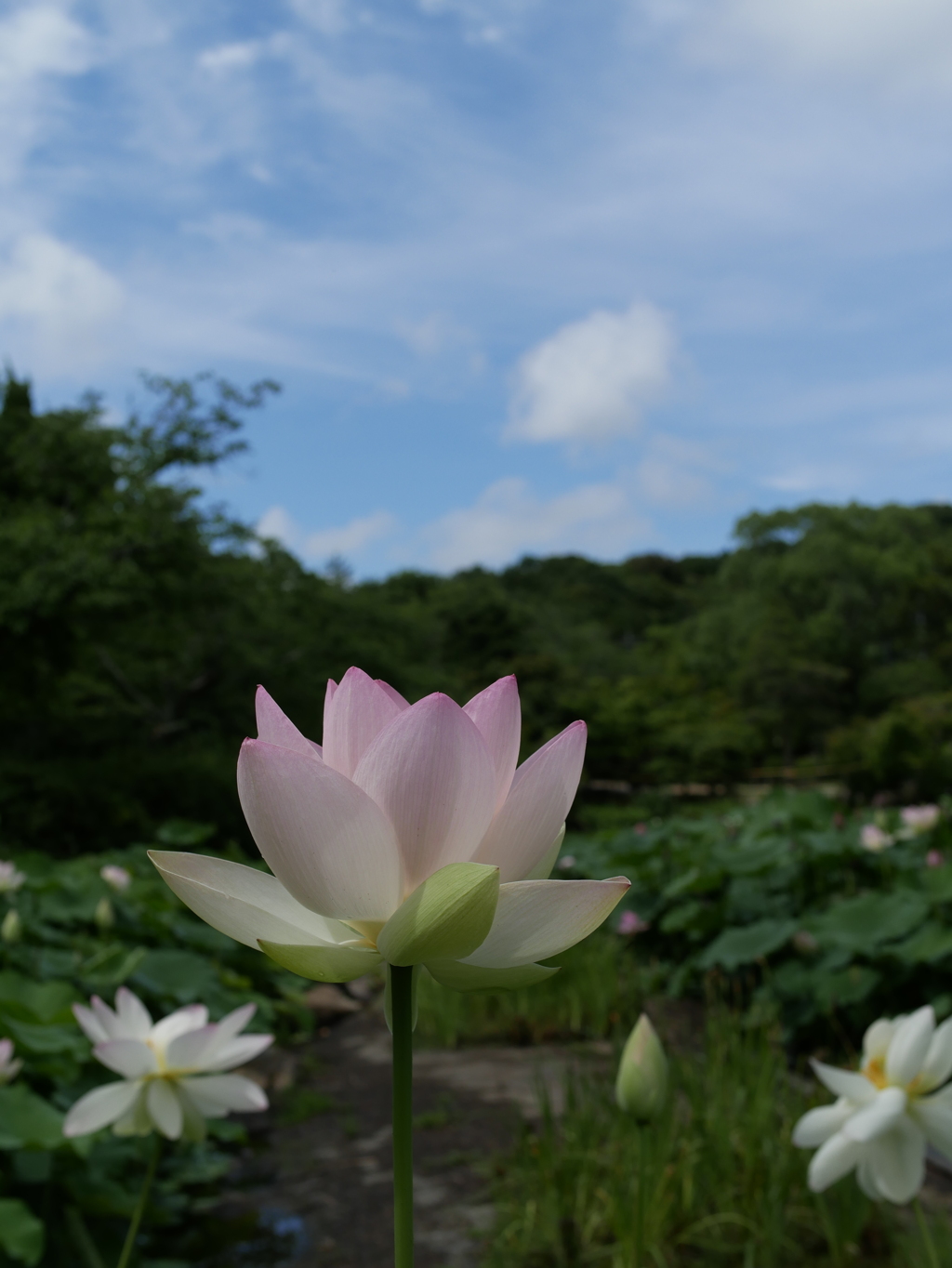 蓮華紀行（梅雨の晴れ間に）