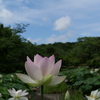 蓮華紀行（梅雨の晴れ間に）