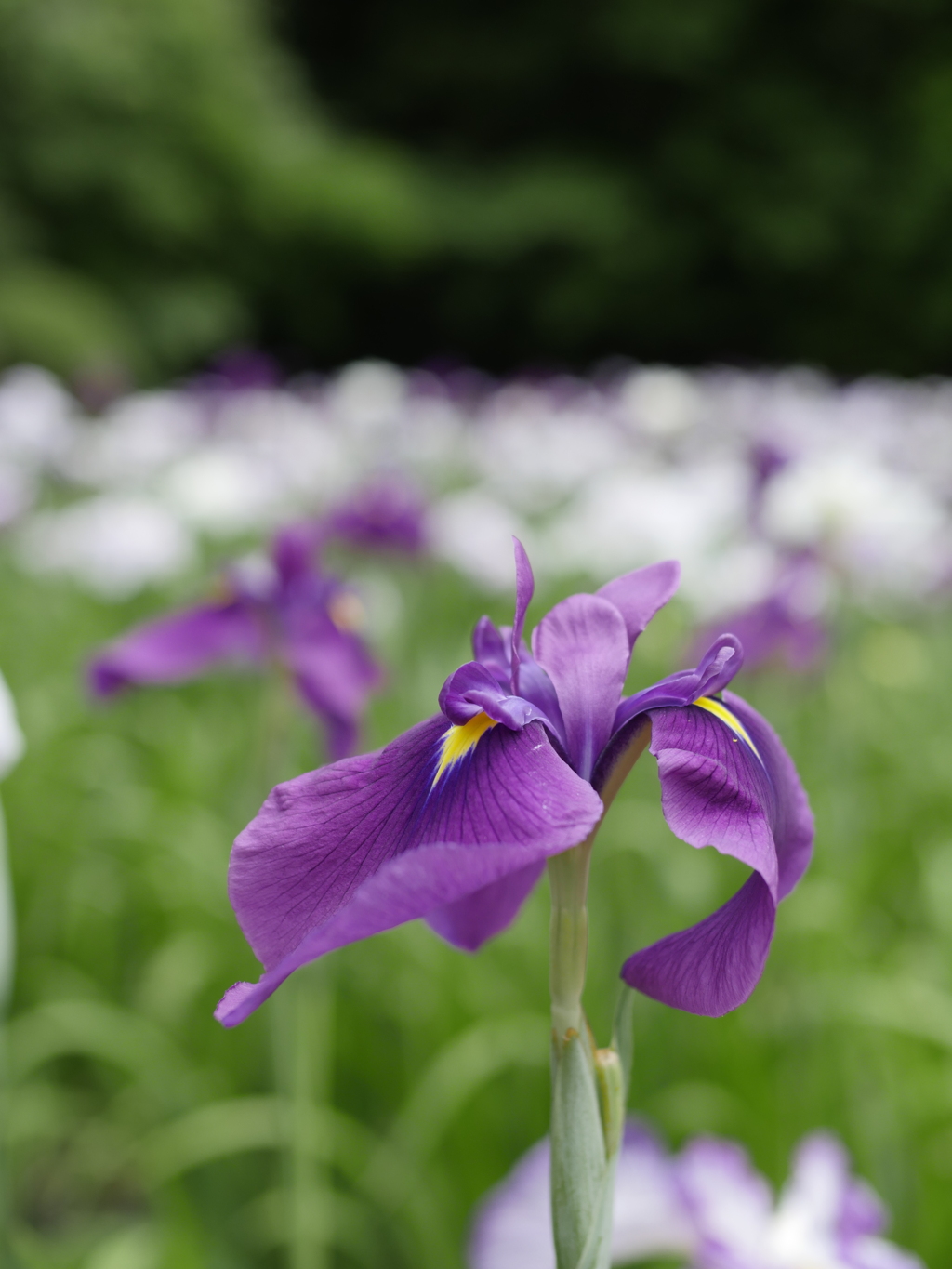 菖蒲