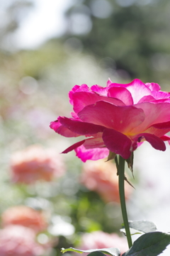秋薔薇咲いた