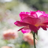 秋薔薇咲いた