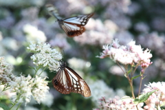 来年も待ってるよ(1) 来年も待ってるよ(1)