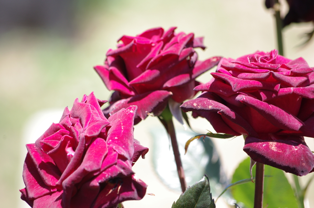 ブラックローズ