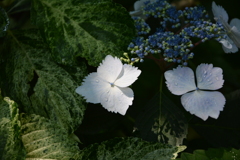 葉と花と