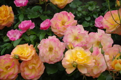 薔薇が咲いた
