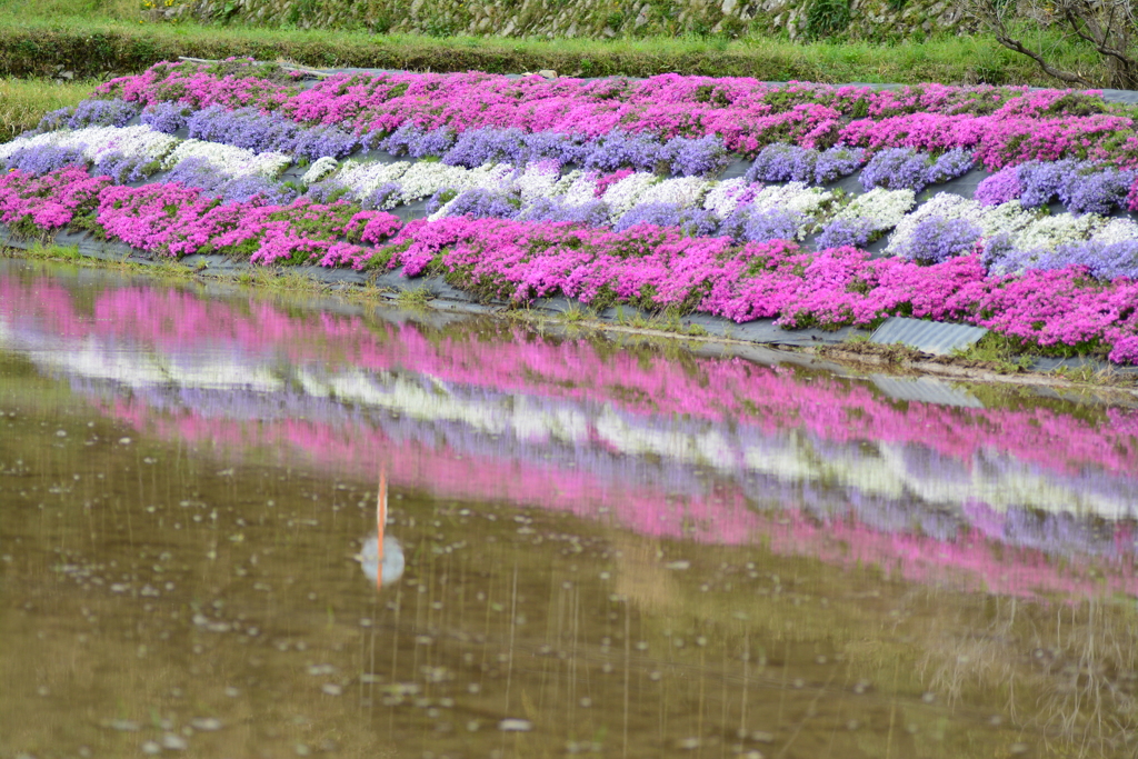 芝桜の里