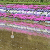 芝桜の里