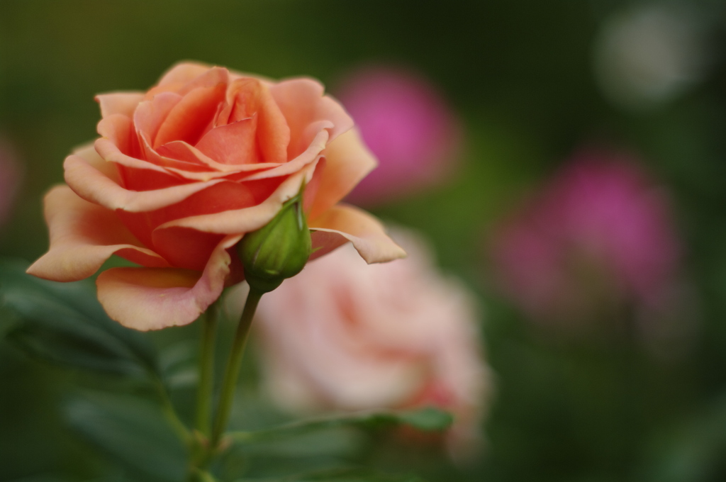 秋薔薇