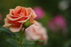 秋薔薇 秋薔薇
