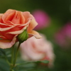 秋薔薇