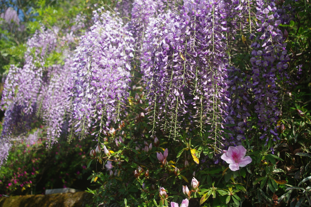 野に咲く花のように