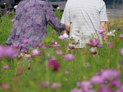 しっかり腕をつかんで秋桜畑