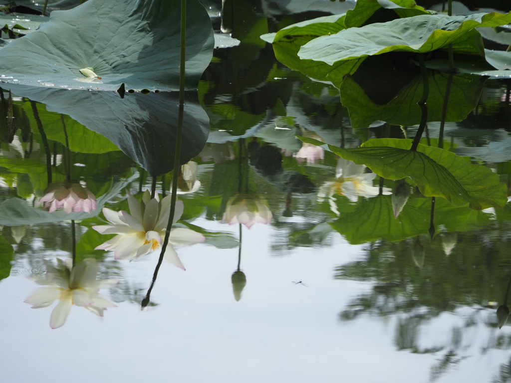 蓮華紀行(水のキャンバスに）