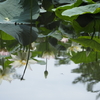 蓮華紀行(水のキャンバスに）