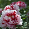 華やぎ