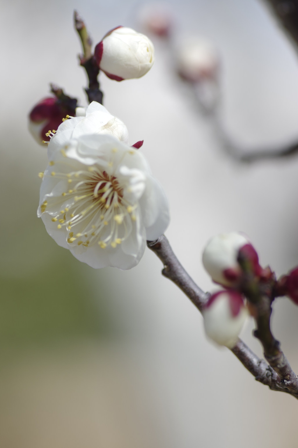 早春花（白梅）