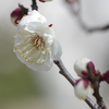 早春花（白梅）